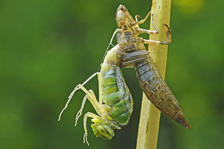 EMPEROR DRAGONFLY EMERGING